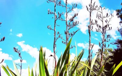 Building an Inclusive and Resilient Whānau