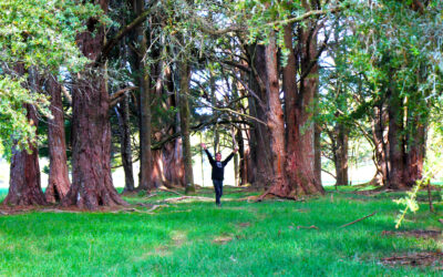Healing Properties of the Past, Empower Generations of Today (Hokianga : Northland).