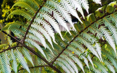 A Guiding Light for Whānau (Rotorua)
